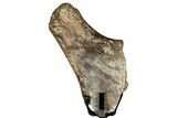 Fossil Thescelosaurus Rib Section w/ Metal Stand - South Dakota #350620-1